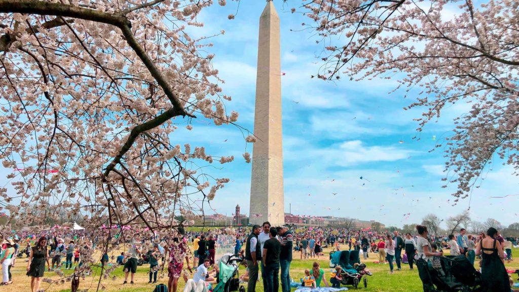 First Timers Guide to the DC Cherry Blossom Festival 2024