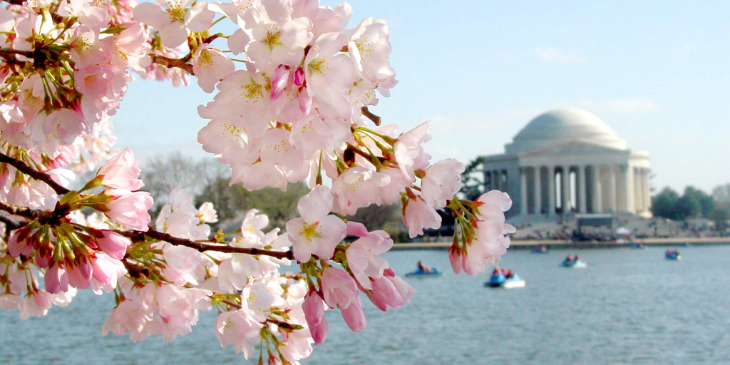PHOTOS: Cherry blossoms 2023, The ultimate guide to DC's biggest spring  attraction