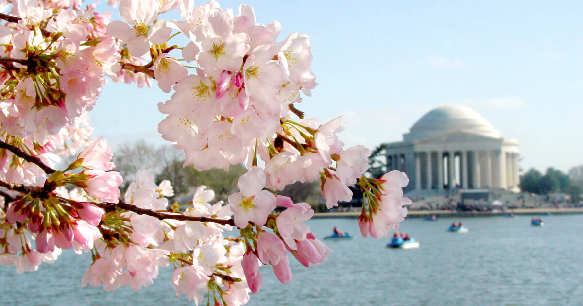 About Us - National Cherry Blossom Festival