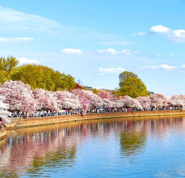 Cherry Blossom Trees Virtual Tours - How to Take a Free Google Earth Tour  of Cherry Blossom Trees