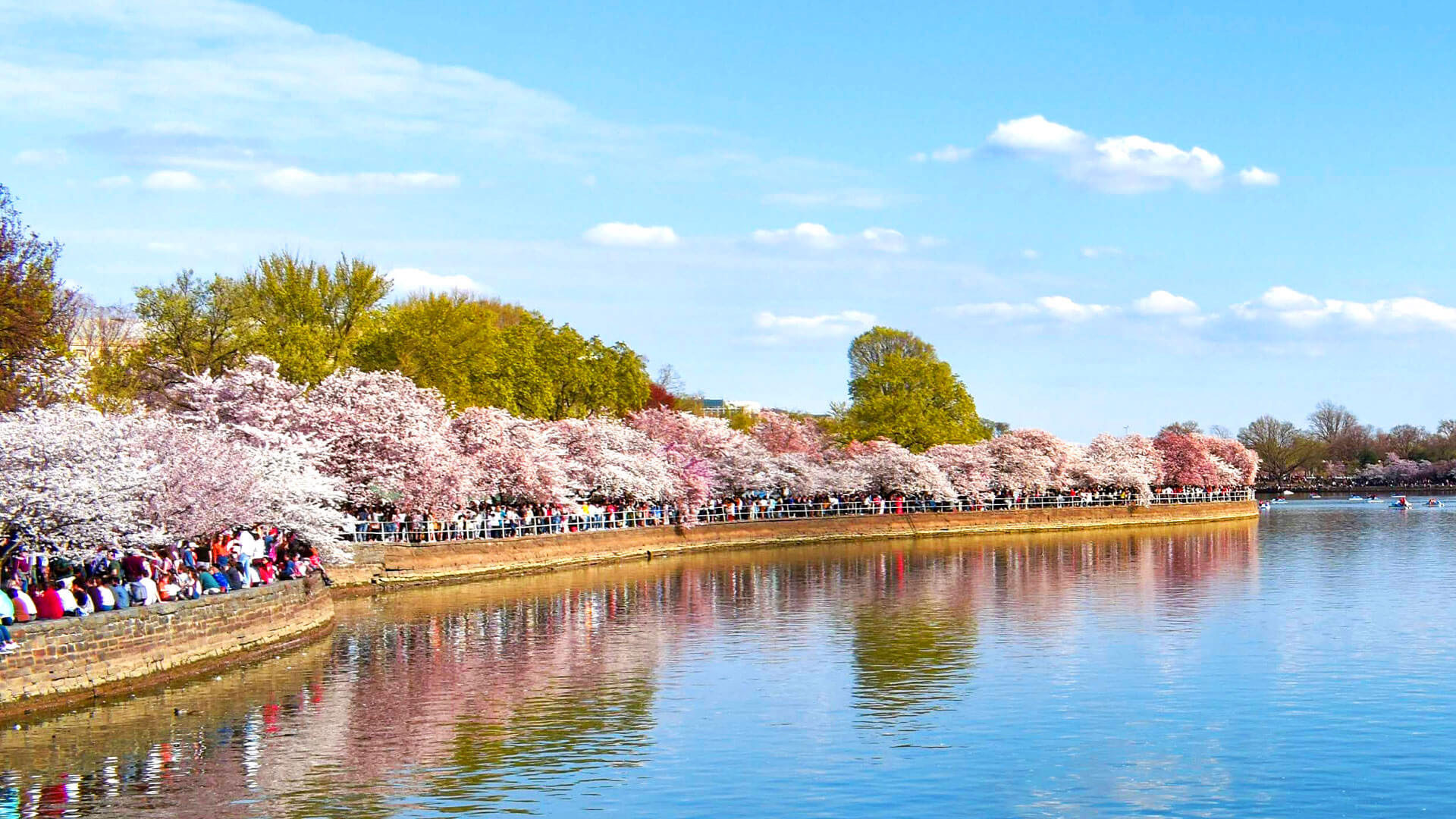 Cherry Blossom Festival Dc Schedule - Myrah Claresta