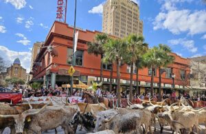 San Antonio Buckhorn Saloon cattle drive