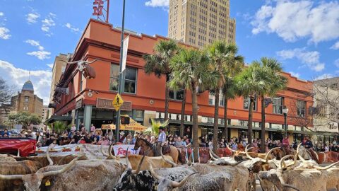 San Antonio Buckhorn Saloon cattle drive