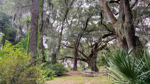 Charleston Tea Garden