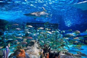 South Carolina Aquarium features colorful aquatic displays